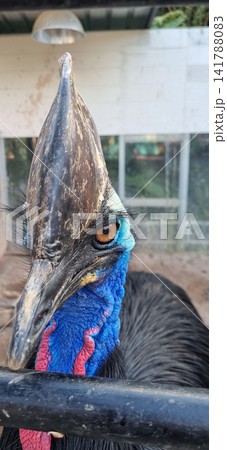 Detailed close-up portrait of a Southern Cassowary showing its unique casque, blue neck skin, red wattles, and orange eye. A professional shot of this large flightless bird within its enclosure. Detailed close-up portrait of a Southern Cassowary showing its unique casque, blue neck skin, red wattles, and orange eye. A professional shot of this large flightless bird within its enclosure. 141788083
