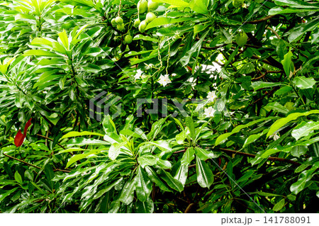 Tropical Cerbera manghas tree with lush green foliage, white flowers, and green fruits. Glossy leaves feature raindrops in a dense jungle or garden setting. Professional botanical photography. Tropical Cerbera manghas tree with lush green foliage, white flowers, and green fruits. Glossy leaves feature raindrops in a dense jungle or garden setting. Professional botanical photography. 141788091