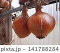 吊るして乾燥させる玉ねぎ 141788284