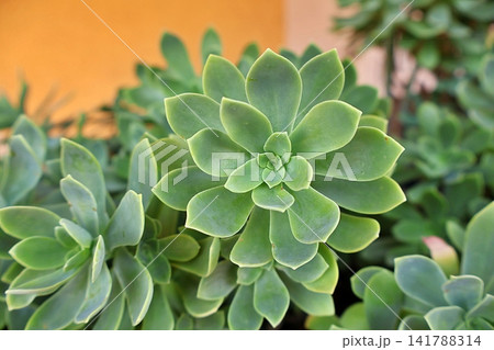 Green Succulent Rosette Plant with Fleshy Leaves. 141788314