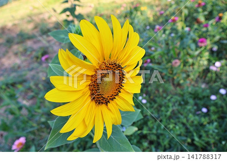 Bright Yellow Sunflower Blooming in a Garden. Bright Yellow Sunflower Blooming in a Garden. 141788317