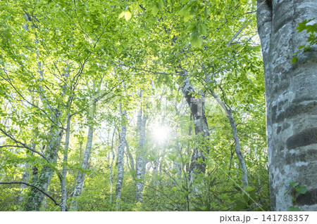 ブナの森に光芒が差し込む風景 奥大山 ブナの森に光芒が差し込む風景 奥大山 141788357