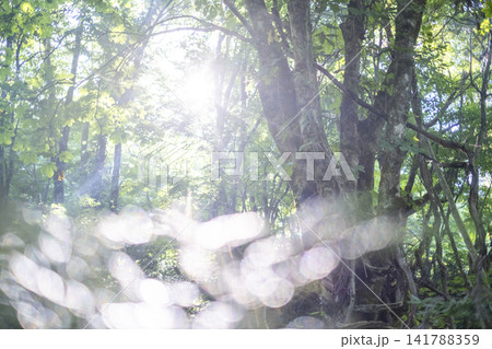 ブナの森に光芒が差し込む風景 奥大山 ブナの森に光芒が差し込む風景 奥大山 141788359