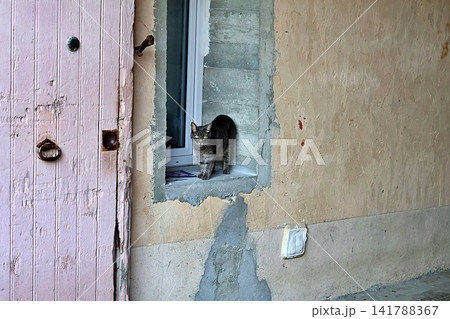 Tabby Cat Standing on Concrete Window Ledge of Unfinished Building. 141788367