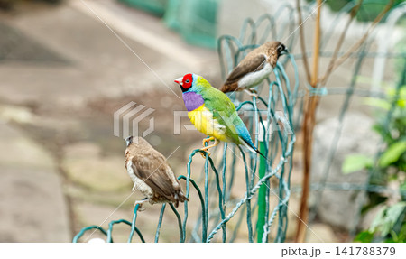 Chloebia gouldiae red headed gouldian finch species perching on metal wire Chloebia gouldiae red headed gouldian finch species perching on metal wire 141788379