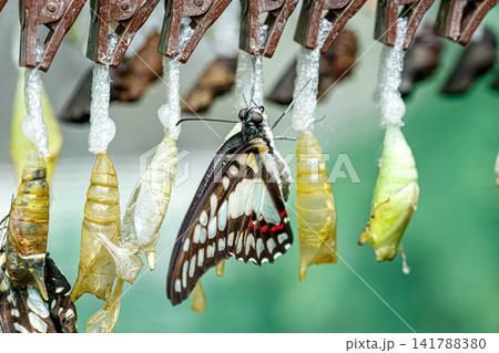 Newly emerged swallowtail butterfly hanging on chrysalis pupa row Newly emerged swallowtail butterfly hanging on chrysalis pupa row 141788380