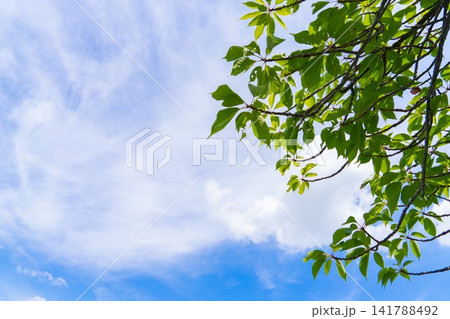 明るい夏空に伸びる緑の枝葉 明るい夏空に伸びる緑の枝葉 141788492