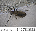 ブロック塀に止まるミヤマカミキリ 141788982