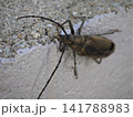 ブロック塀に止まるミヤマカミキリ 141788983
