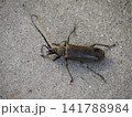 地面を歩くミヤマカミキリ 141788984