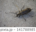 地面を歩くミヤマカミキリ 141788985