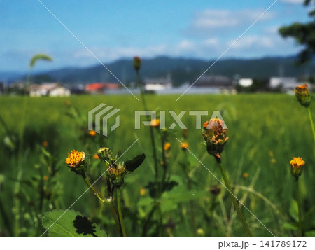 日差しを浴びたコセンダングサの花とつぼみ(梅雨明けの香長平野のくっつき虫) 日差しを浴びたコセンダングサの花とつぼみ(梅雨明けの香長平野のくっつき虫) 141789172