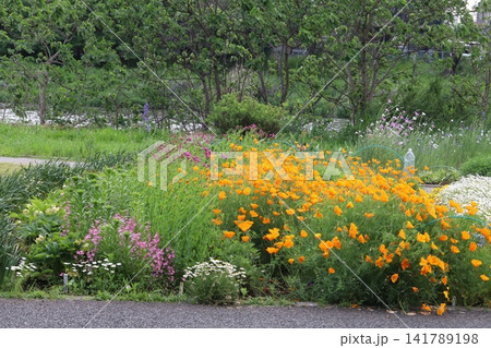 春の風の吹く日の公園に咲くオレンジ色のハナビシソウの花と白いクリサンセマムノースポールの花 141789198