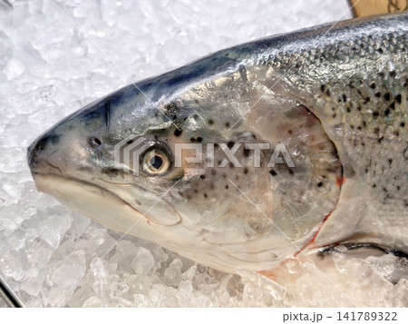 Close-up of fresh whole raw salmon head on crushed ice Close-up of fresh whole raw salmon head on crushed ice 141789322
