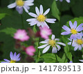 花・ミヤコワスレ 141789513