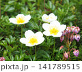 山野草チングルマとエゾツガザクラ 141789515