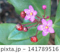 かわいいピンクの小花ハゼランまたの名を三時草あるいは花火草 141789516