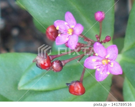 かわいいピンクの小花ハゼランまたの名を三時草あるいは花火草 141789516