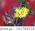 モミジの落ち葉からのぞくツワブキの黄色 141789518