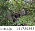 迫力ある岩肌と青空を覆う青モミジ 三景園の夏の風景 迫力ある岩肌と青空を覆う青モミジ 三景園の夏の風景 141789868