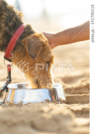 Dog with curly fur drinking water from a stainless steel bowl on sandy beach, human hand gently touching the dogs head in the background. Airedale Terrier Dog with curly fur drinking water from a stainless steel bowl on sandy beach, human hand gently touching the dogs head in the background. Airedale Terrier 141790118