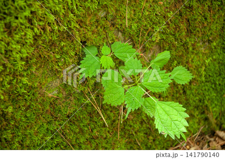 苔と草の生える壁面 苔と草の生える壁面 141790140