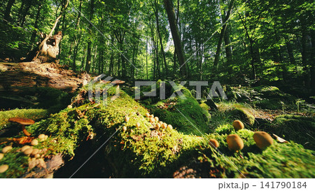 Sunlight filtering through a lush green forest illuminates moss-covered logs and wild mushrooms, creating a magical woodland atmosphere full of natural textures and peaceful scenery. Sunlight filtering through a lush green forest illuminates moss-covered logs and wild mushrooms, creating a magical woodland atmosphere full of natural textures and peaceful scenery. 141790184