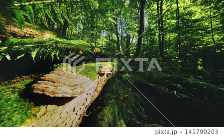 Sunlight filtering through a lush green forest illuminates moss-covered logs and wild mushrooms, creating a magical woodland atmosphere full of natural textures and peaceful scenery. Sunlight filtering through a lush green forest illuminates moss-covered logs and wild mushrooms, creating a magical woodland atmosphere full of natural textures and peaceful scenery. 141790203
