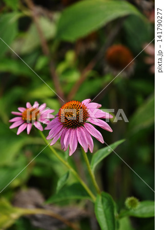 ピンク色のエキナセアの花 ピンク色のエキナセアの花 141790277