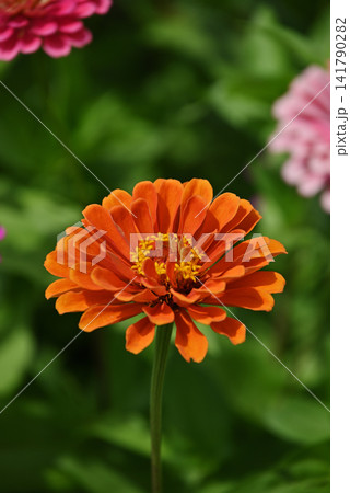 オレンジ色のジニアの花 オレンジ色のジニアの花 141790282
