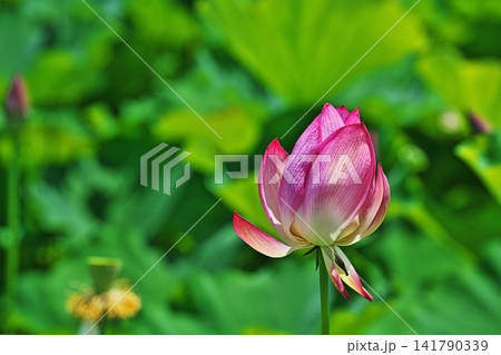 赤いハスの花(夏、八月) 赤いハスの花(夏、八月) 141790339