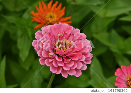 ピンク色のジニアの花 ピンク色のジニアの花 141790362