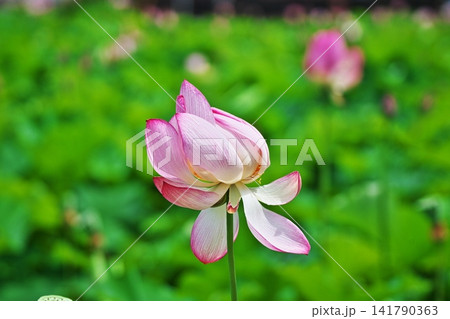 風に揺れるハスの花(夏、八月) 風に揺れるハスの花(夏、八月) 141790363