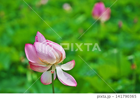 風に揺れるハスの花(夏、八月) 風に揺れるハスの花(夏、八月) 141790365