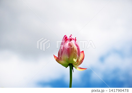 下から見上げたハスの花(夏、八月) 下から見上げたハスの花(夏、八月) 141790478