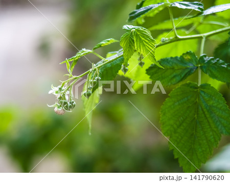 Blooming raspberry branch with young leaves in spring Blooming raspberry branch with young leaves in spring 141790620