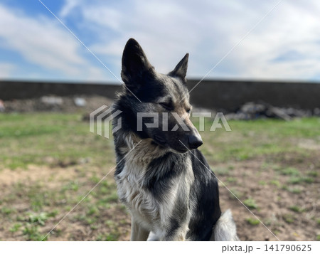 Mixed breed dog portrait outdoors with blurred background Mixed breed dog portrait outdoors with blurred background 141790625