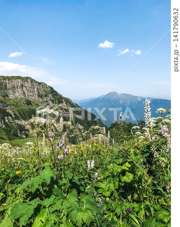 Mountain meadow with wildflowers and rocky peaks Mountain meadow with wildflowers and rocky peaks 141790632