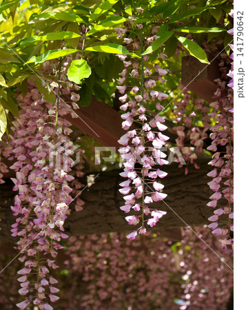 紫色の花を付けた藤の木 141790642
