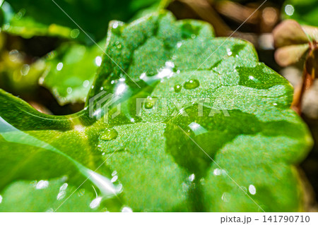 【#自然風景】雨上がりの葉に光る水滴のクローズアップ 141790710