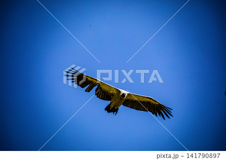 Kenya Photographers By Antony Trivet Photography Kenya Photographers By Antony Trivet Photography 141790897