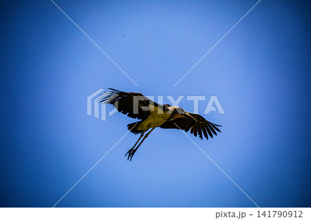 Kenya Photographers By Antony Trivet Photography 141790912
