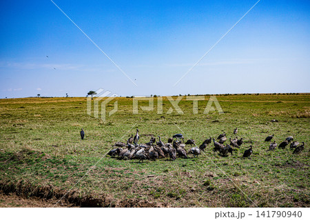 Kenya Photographers By Antony Trivet Photography Kenya Photographers By Antony Trivet Photography 141790940