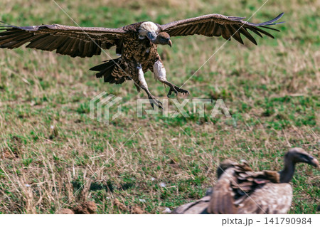 Kenya Photographers By Antony Trivet Photography 141790984