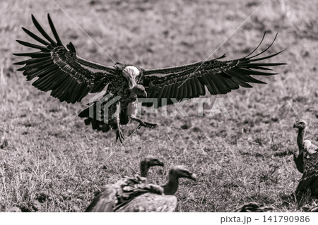 Kenya Photographers By Antony Trivet Photography Kenya Photographers By Antony Trivet Photography 141790986