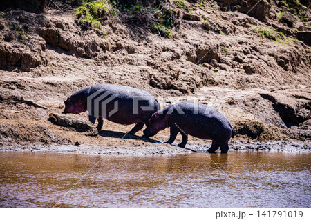 Kenya Photographers By Antony Trivet Photography 141791019