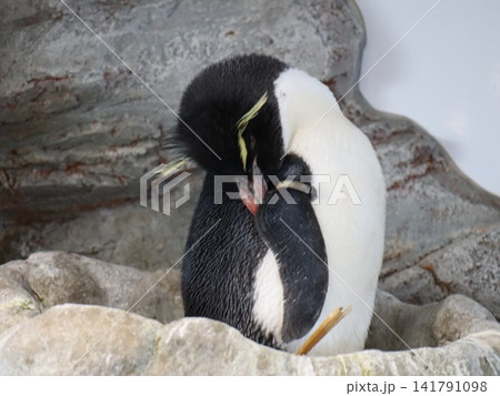 岩場で寄り添うペンギンの親子の自然風景 141791098