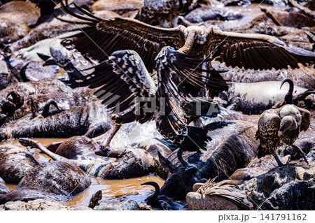 Kenya Photographers By Antony Trivet Photography 141791162