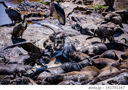 Kenya Photographers By Antony Trivet Photography Kenya Photographers By Antony Trivet Photography 141791167
