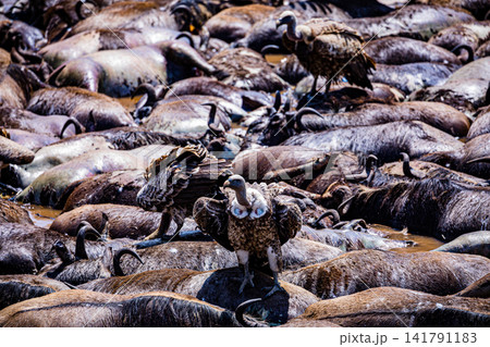 Kenya Photographers By Antony Trivet Photography Kenya Photographers By Antony Trivet Photography 141791183